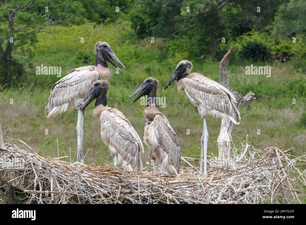 Primo piano di un nido Jabiru con quattro uccelli giovani che si ergono e si ergono su sfondo verde, Pantanal Wetlands, Mato Grosso, Brasile Foto Stock