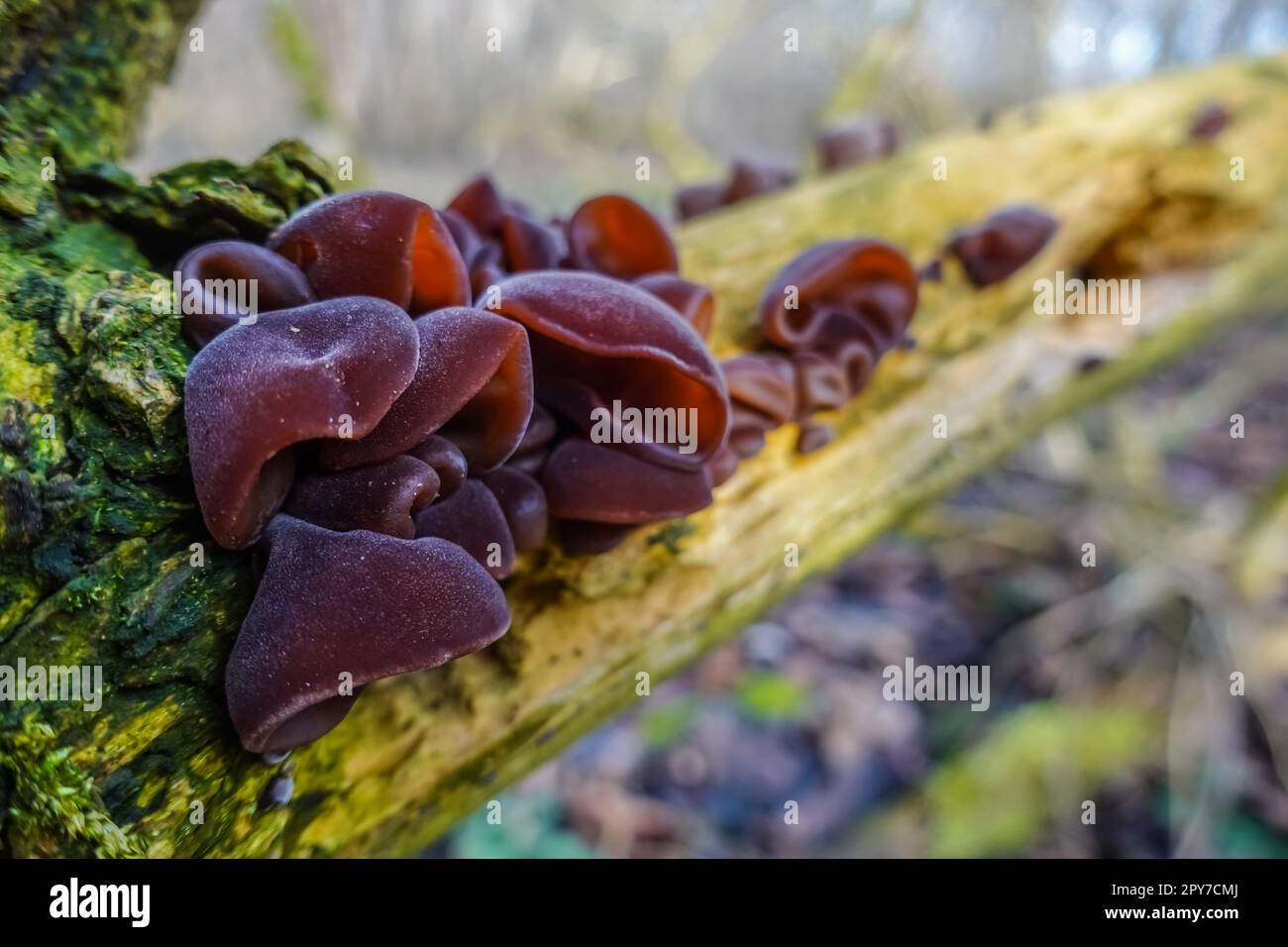 funghi orecchie di legno fresco su un cespuglio vecchio morto nella foresta Foto Stock