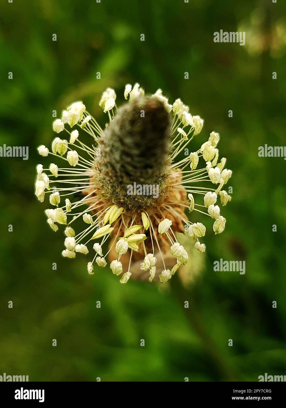 Primo piano del fiore di piantana Foto Stock