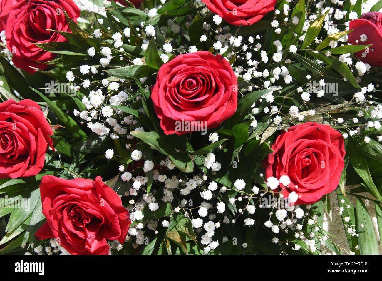 Una rosa rossa in fiore, provincia di Alicante, Spagna Foto Stock