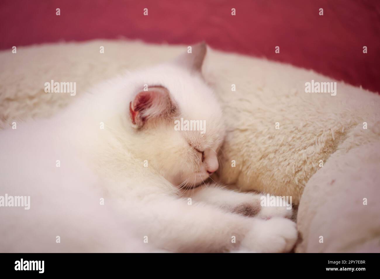 Ritratto di un piccolo gatto britannico Longhair. Primo piano di un gattino. Foto Stock