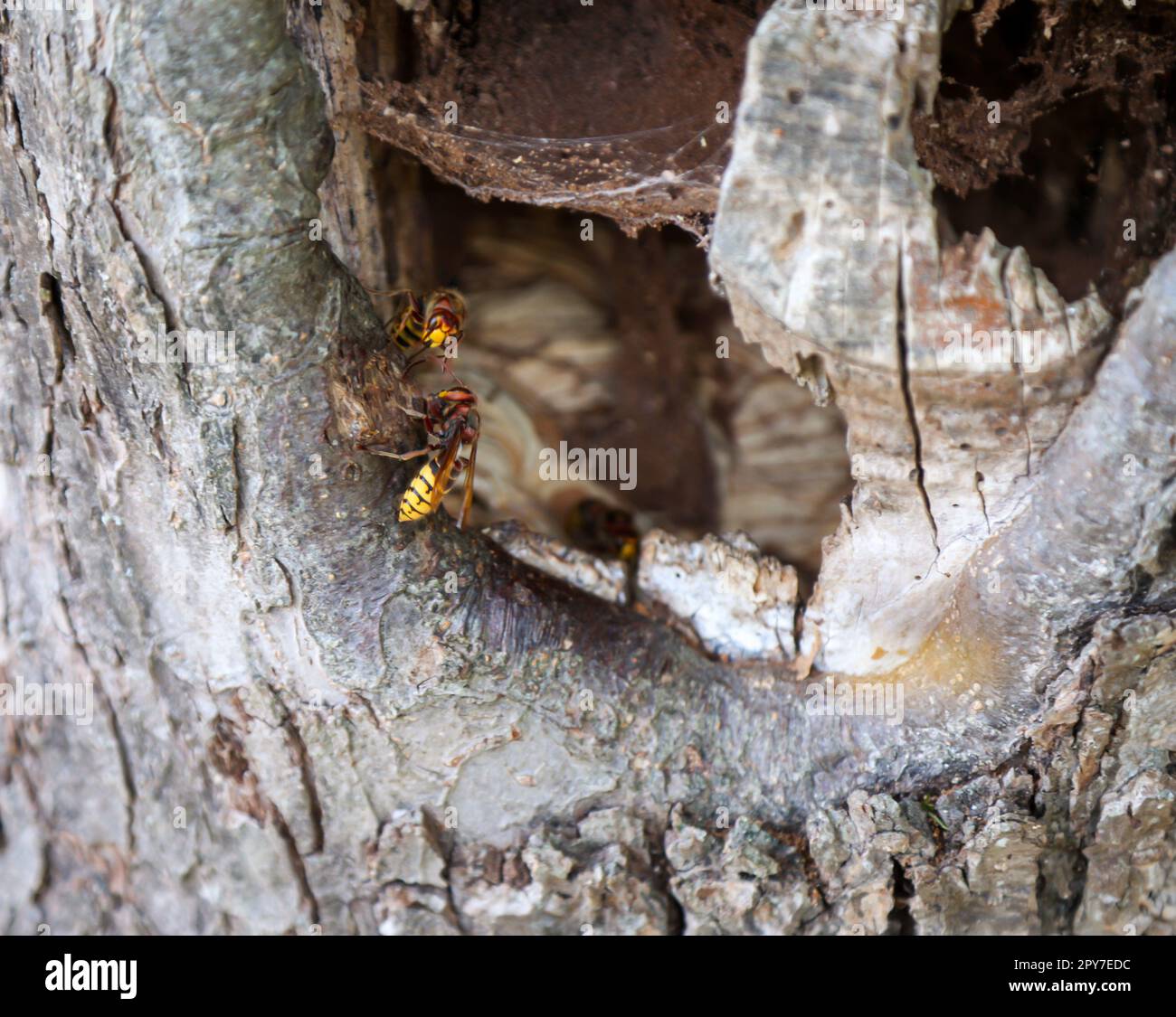 C'è un nido di calabrone nel tronco di un melo. Foto Stock