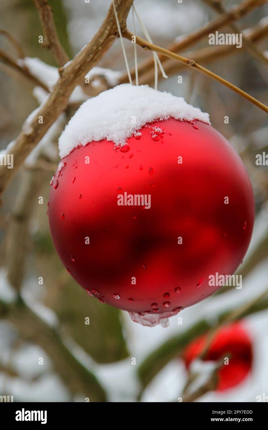 Una pallina rossa brillante al periodo natalizio coperta di neve su un albero all'aperto. Foto Stock