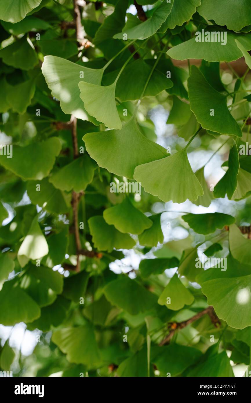 Fresco verde ginkgo biloba albero foglie sfondo il giorno di sole Foto Stock