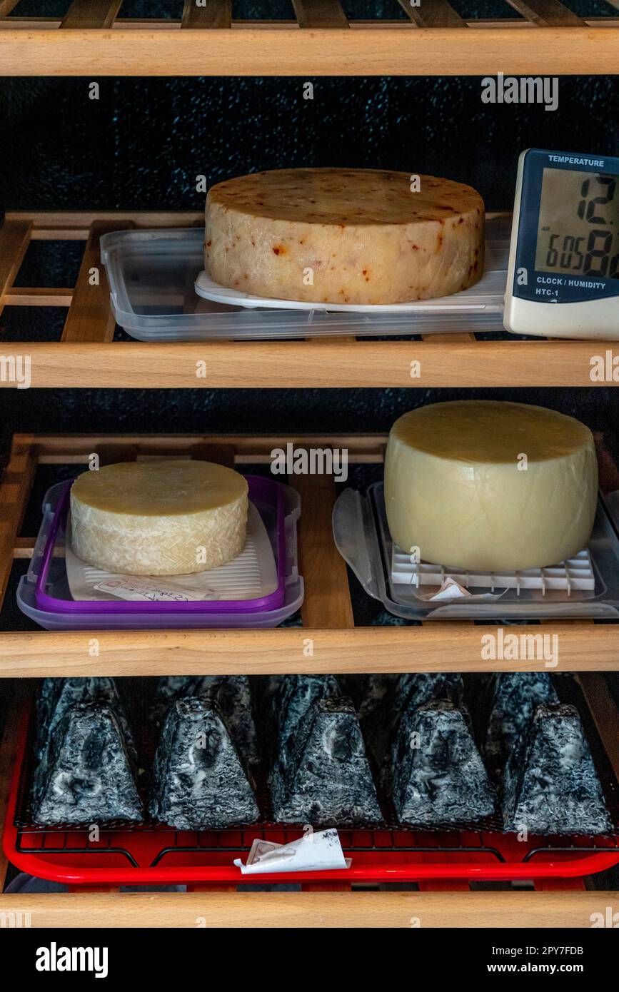 Produzione di formaggio di capra presso il Belle Chevre Creamery, Waipu, North Island, Nuova Zelanda. Foto Stock