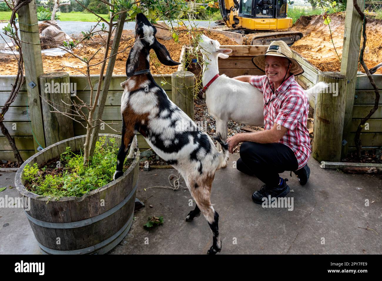 David Rodrigue Proprietario del Creamery di Belle Chevre con due delle sue capre, Waipu, Isola del Nord, Nuova Zelanda. Foto Stock