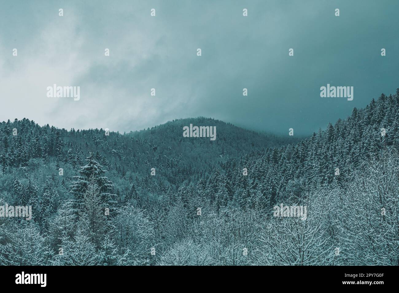 foresta innevata in montagna Foto Stock