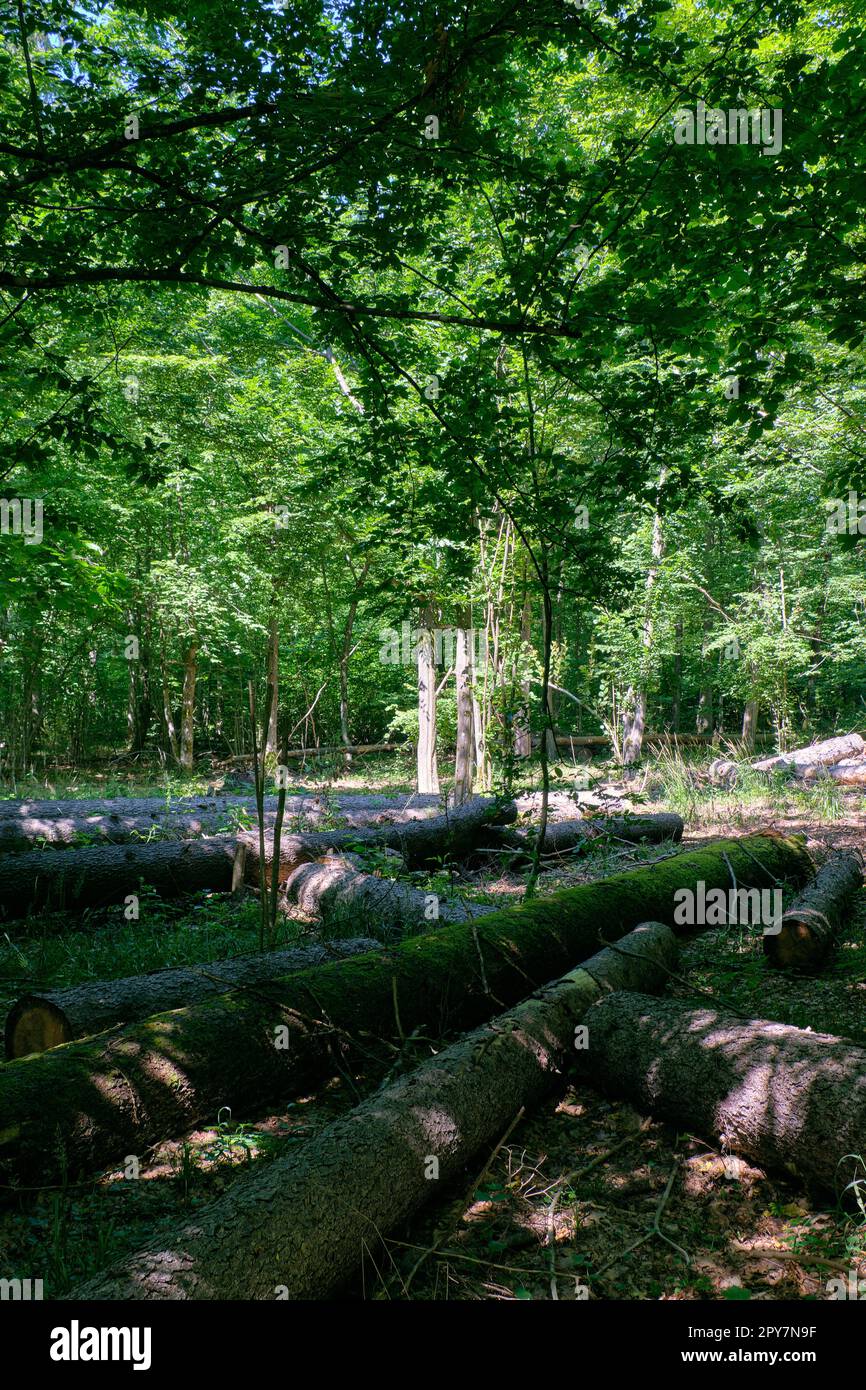 Vecchia foresta decidua a mezzogiorno d'estate Foto Stock