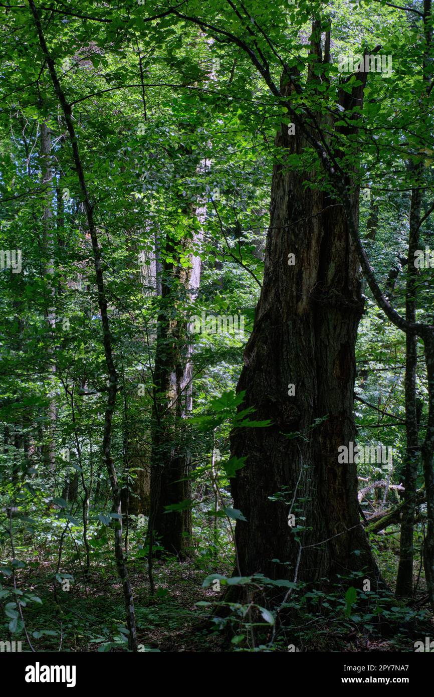 Vecchia foresta decidua a mezzogiorno d'estate Foto Stock