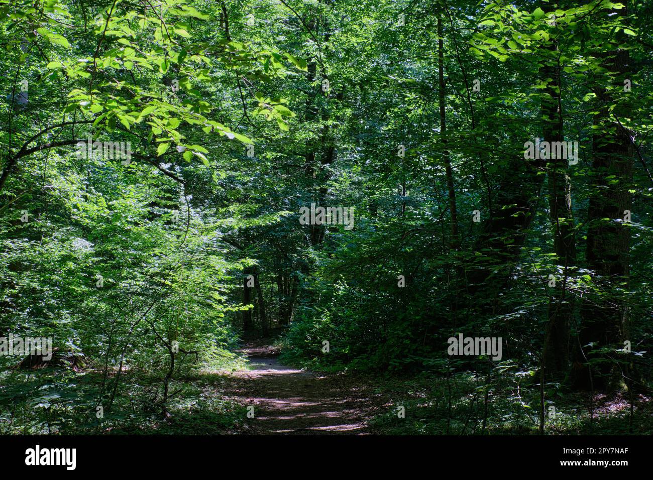 Posizione decidua della Foresta di Bialowieza e del sentiero Foto Stock