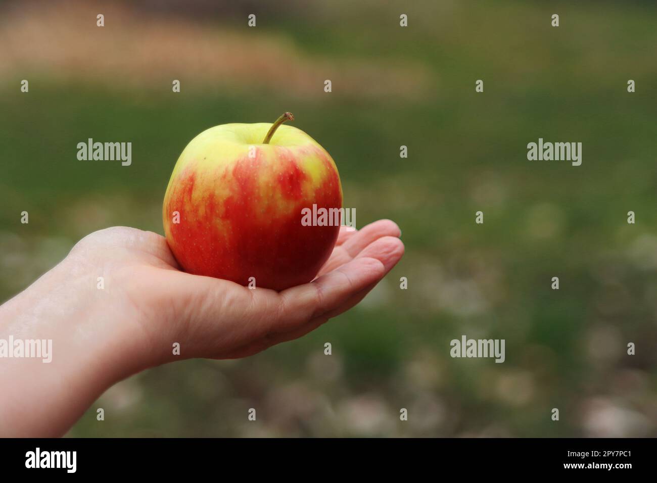 Succosa mela fresca dall'albero Foto Stock
