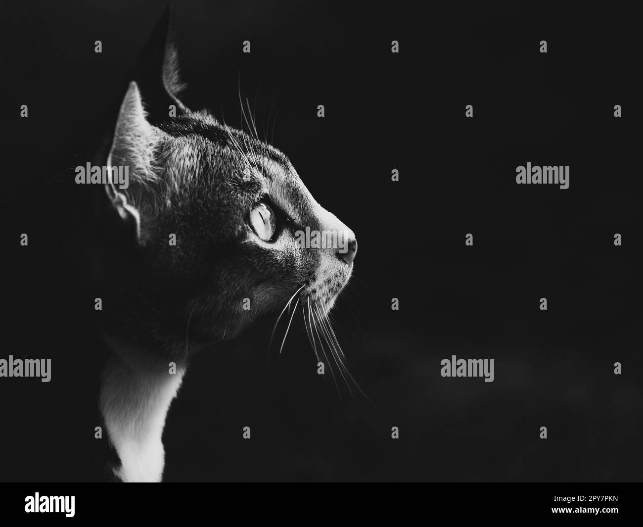 Ritratto di un gatto sull'idilliaca isola di Pulau Ketam, Malesia. Pulau Ketam è vicino a Port Klang ed è stato costruito secoli fa dai pescatori cinesi. Pulau significa isola e Ketam significa granchi. Queste isole hanno milioni di piccoli granchi! L'isola ne ospita due Foto Stock