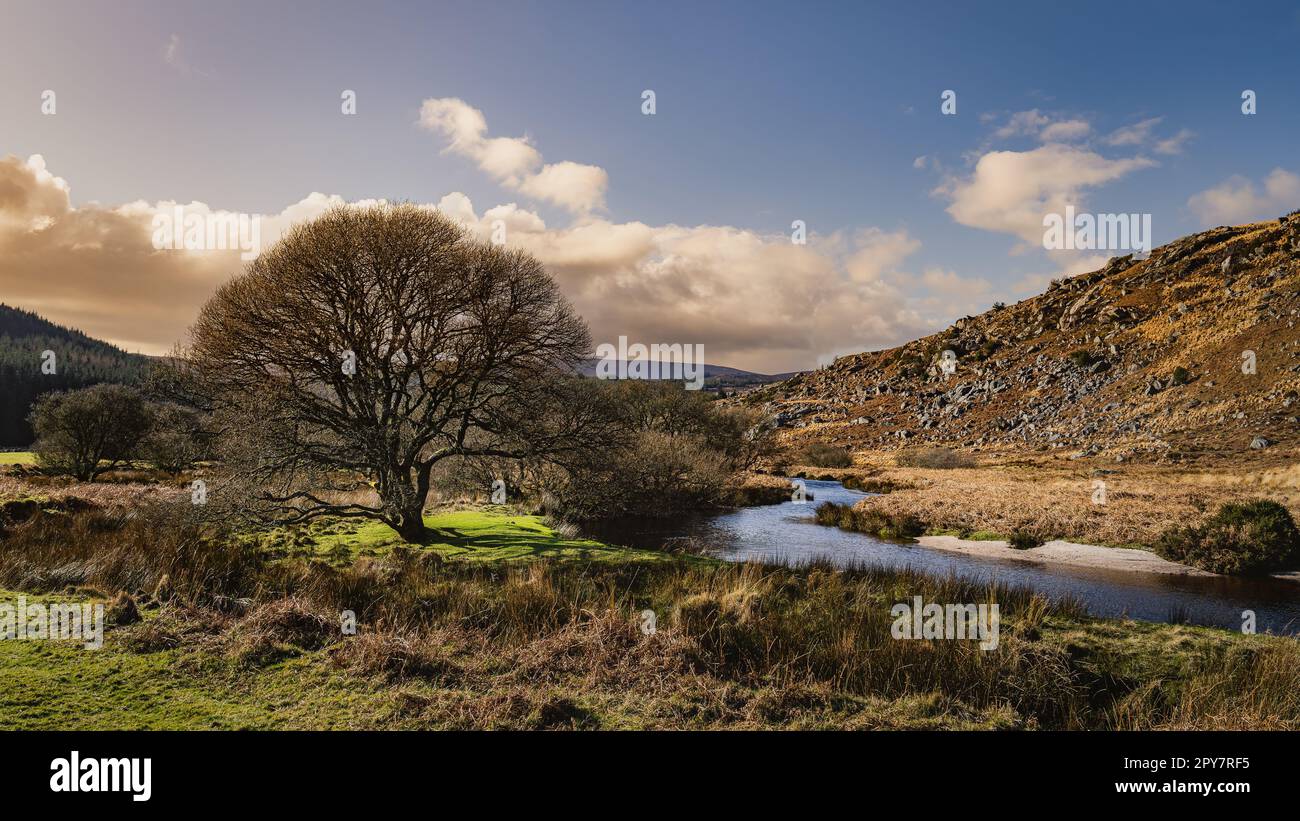 Paesaggio autunnale con alberi senza foglie, prato e ruscello al tramonto, Wicklow Mountains Foto Stock
