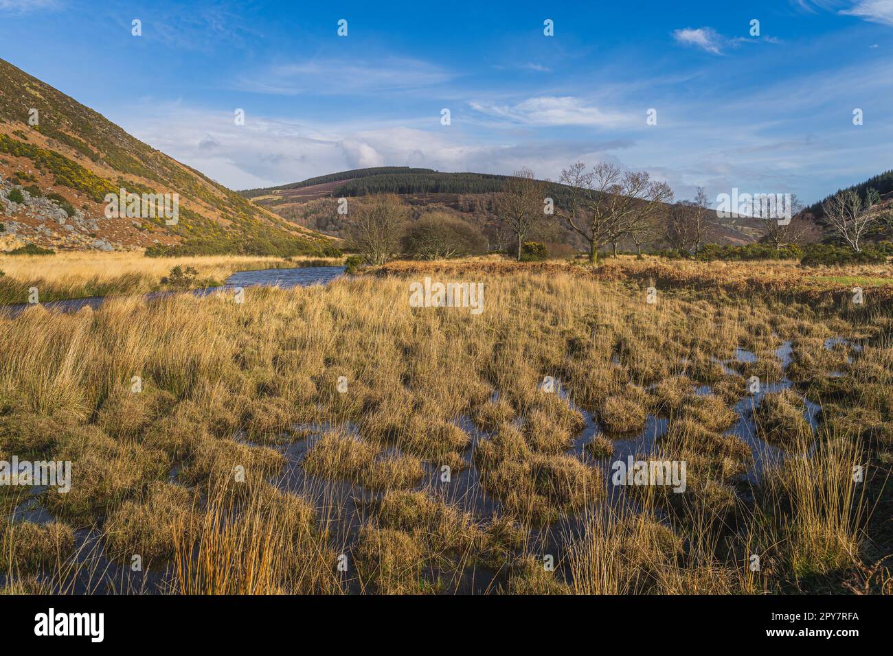 Paesaggio autunnale, palude con erba lunga e un ruscello che conduce al Lough Dan nelle Wicklow Mountains, Irlanda Foto Stock