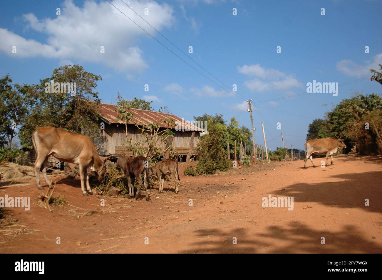 Paesaggio delle Highland a Tay Nguyen, Vietnam Foto Stock