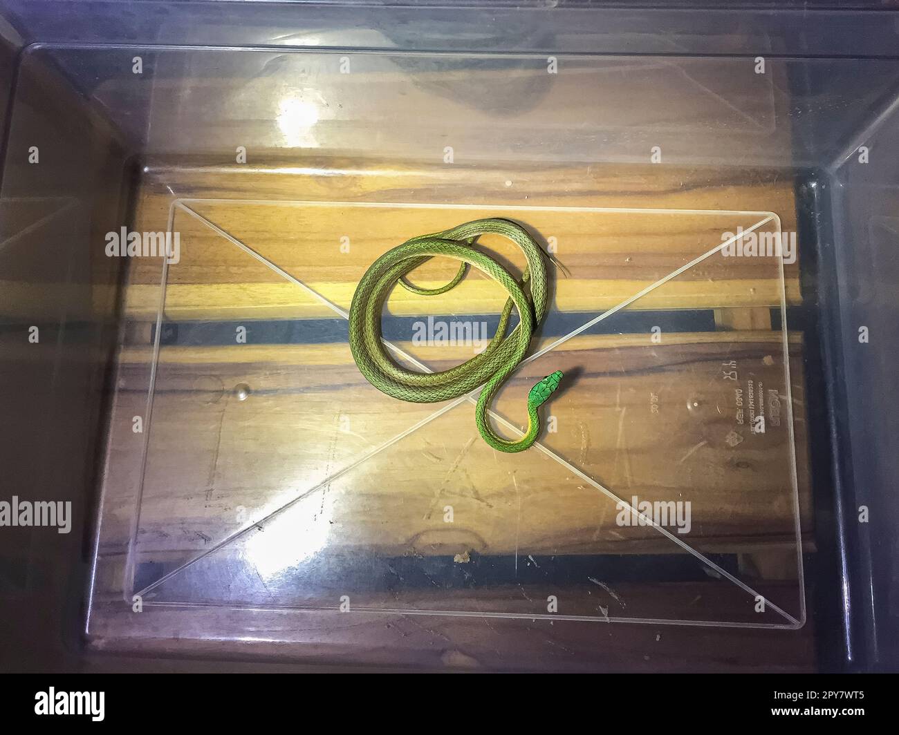 Serpente di pappagallo dalla pelle nera in una scatola trasparente di plastik, catturato in una casa turistica, Pantanal, Mato Grosso, Brasile Foto Stock