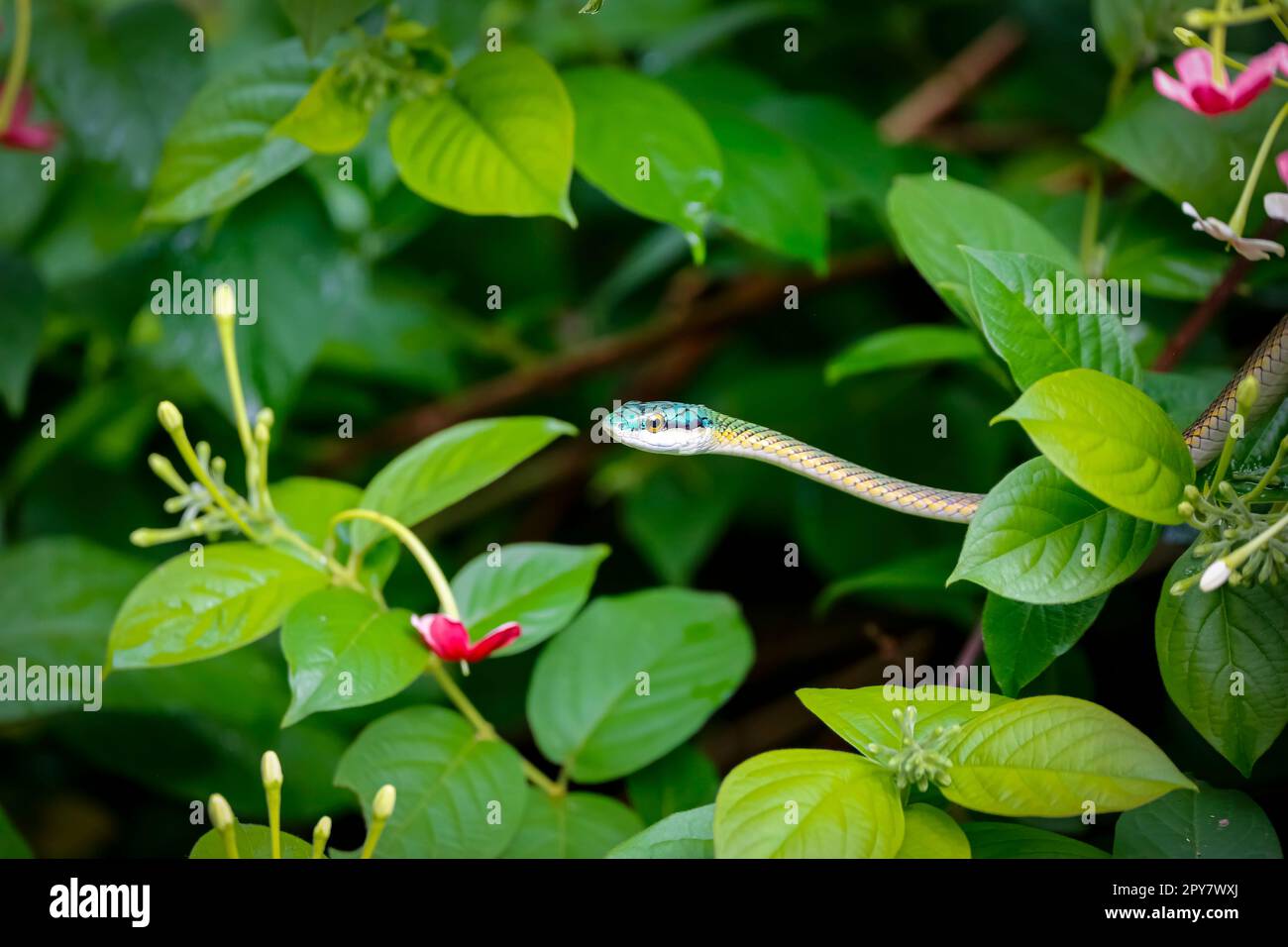 Bel serpente di pappagallo circondato da foglie verdi, Pantanal Wetlands, Mato Grosso, Brasile Foto Stock