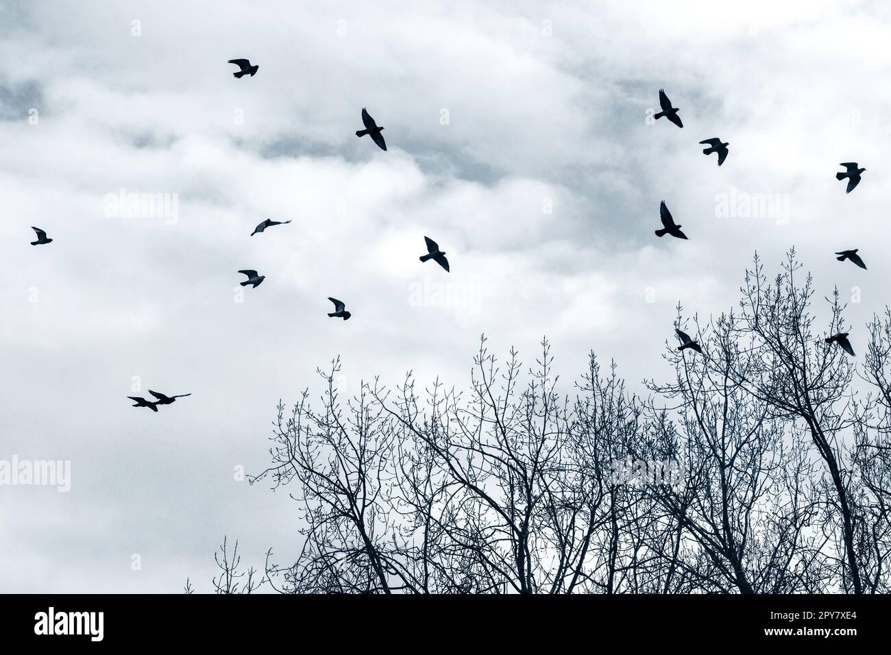 La silhouette degli uccelli che volano sugli alberi senza foglie in inverno. Foto Stock