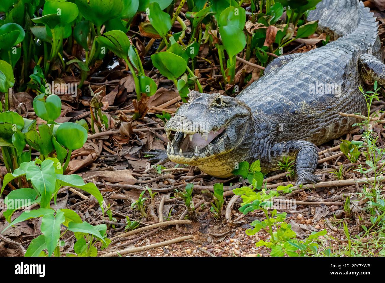 Caiman yacare sdraiato sul terreno in cespugli a bocca aperta, di fronte alla macchina fotografica, Pantanal Wetlands, Mato Grosso, Brasile Foto Stock