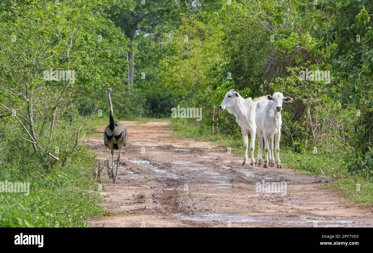 Nandu (Rhea) con bambini e due mucche bianche che camminano sulla stessa strada sterrata rurale, sfondo verde, Pantanal Wetlands, Mato Grosso, Brasile Foto Stock