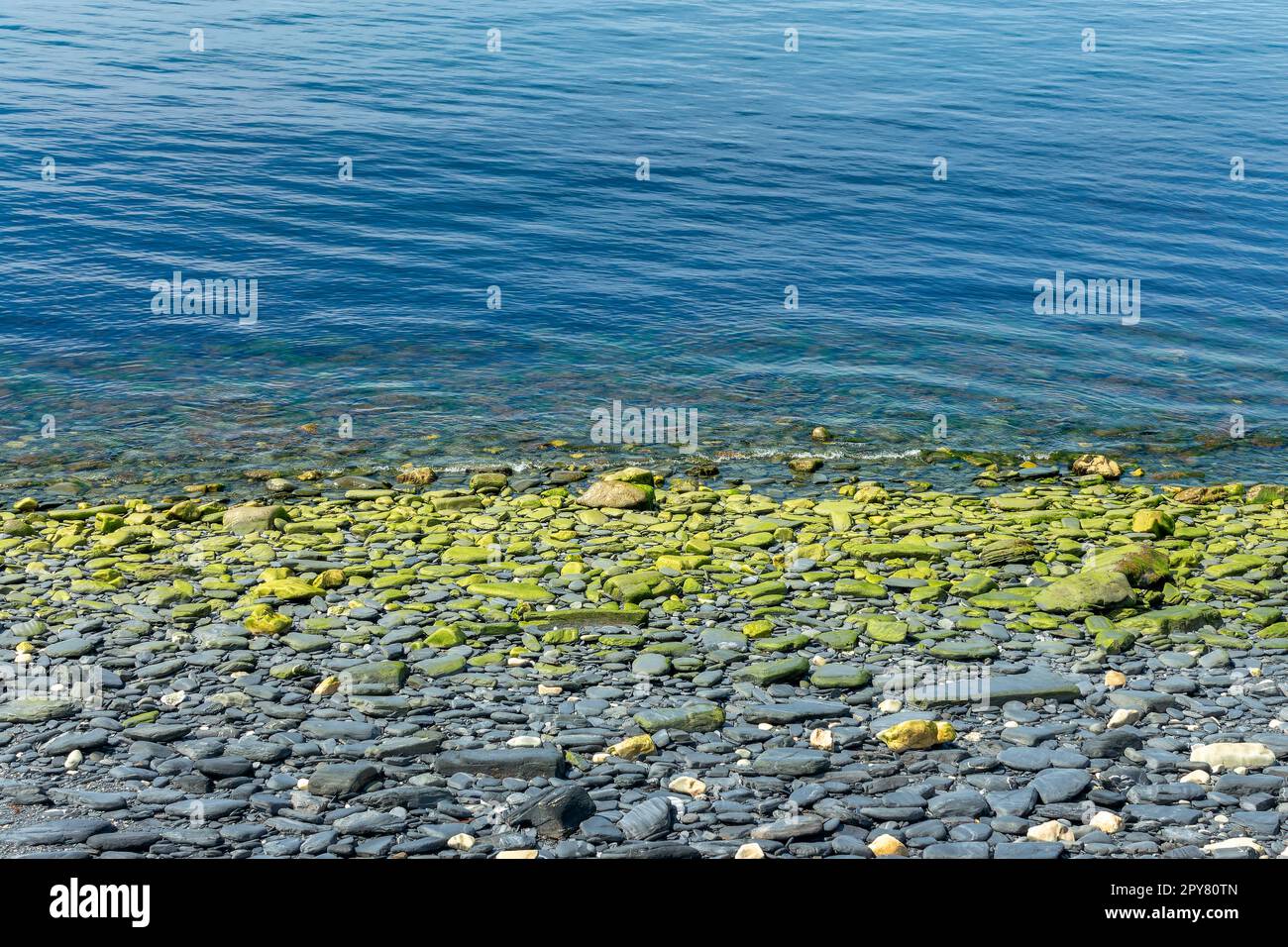 Ciottoli di ardesia nera con muschio verde su una spiaggia. Astratto della natura sull'isola di Luing, Argyll, Scozia UK Foto Stock