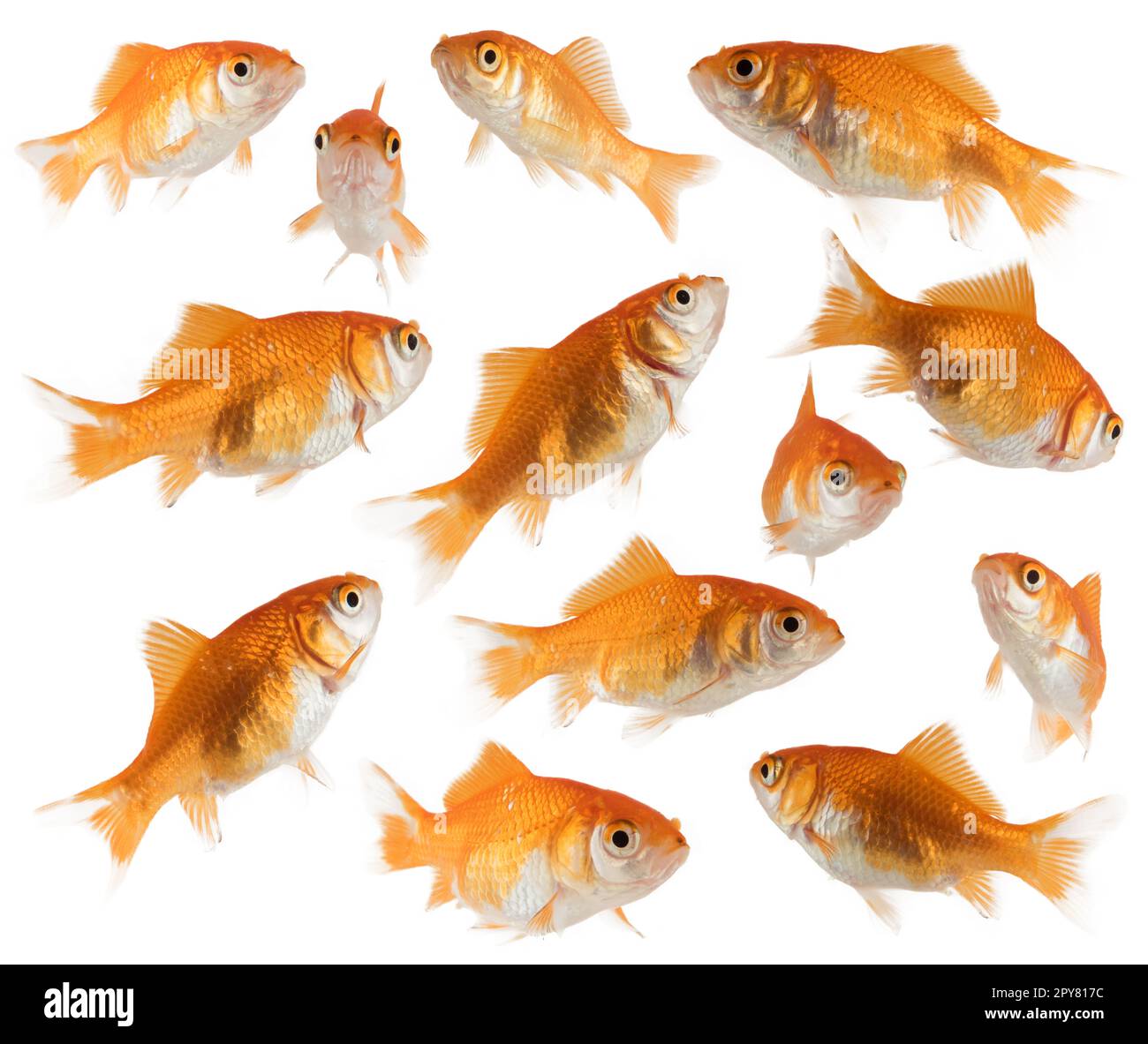 Immagine dei pesci d'oro dell'acquario che nuotano insieme Foto Stock