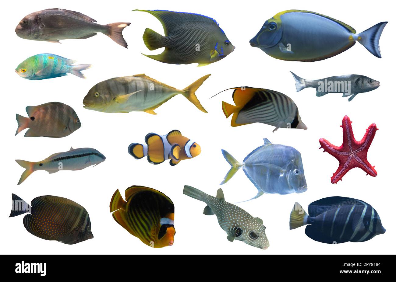 Immagine dei pesci tropicali dell'acquario che nuotano insieme Foto Stock