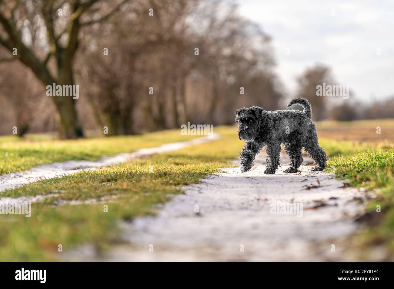 cane su una passeggiata nella natura. piccolo schnauzer nero Foto Stock