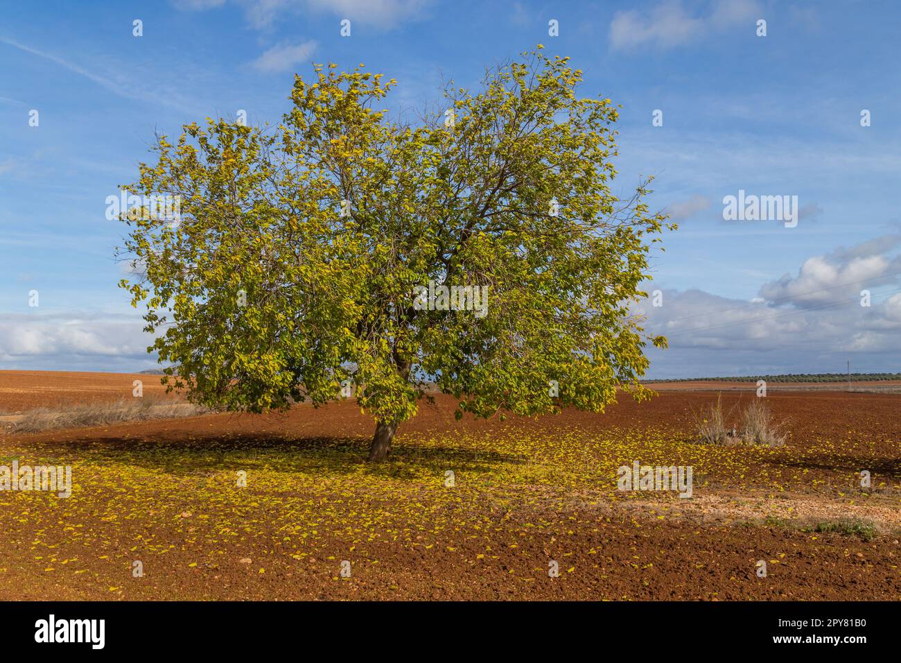 Una quercia solitaria nel pascolo Foto Stock