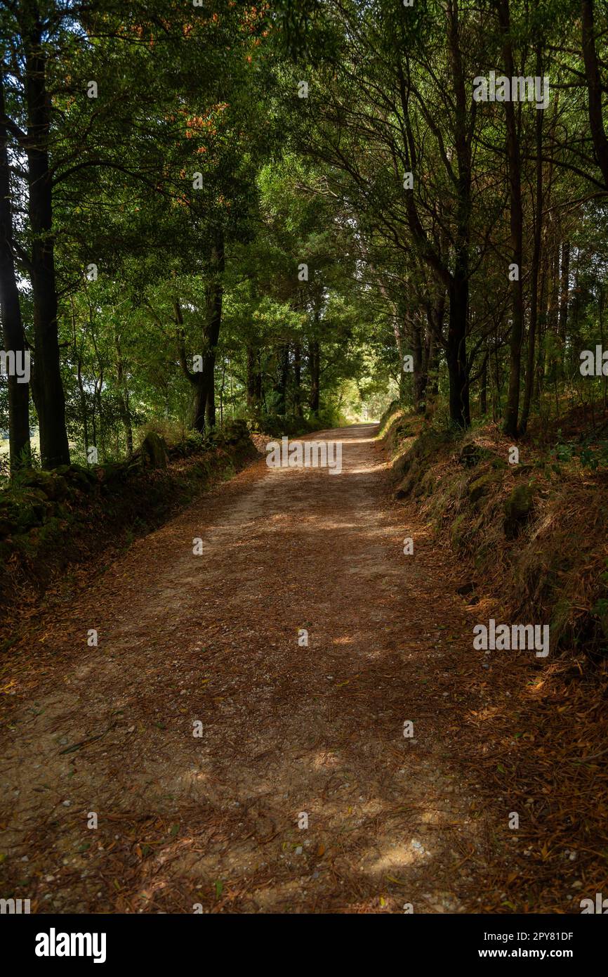 Percorso nel mezzo della foresta Foto Stock