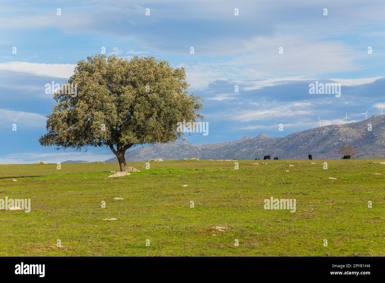 Una quercia solitaria nel pascolo Foto Stock