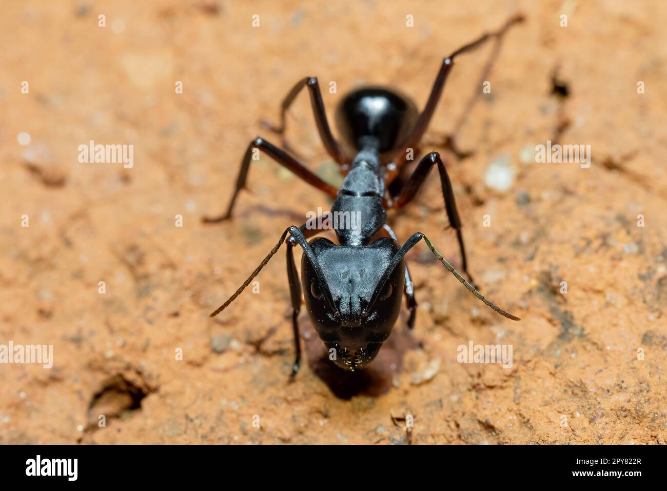 Formiche di falegname, Camponotus spp., Ambalavao, Madagascar fauna selvatica Foto Stock