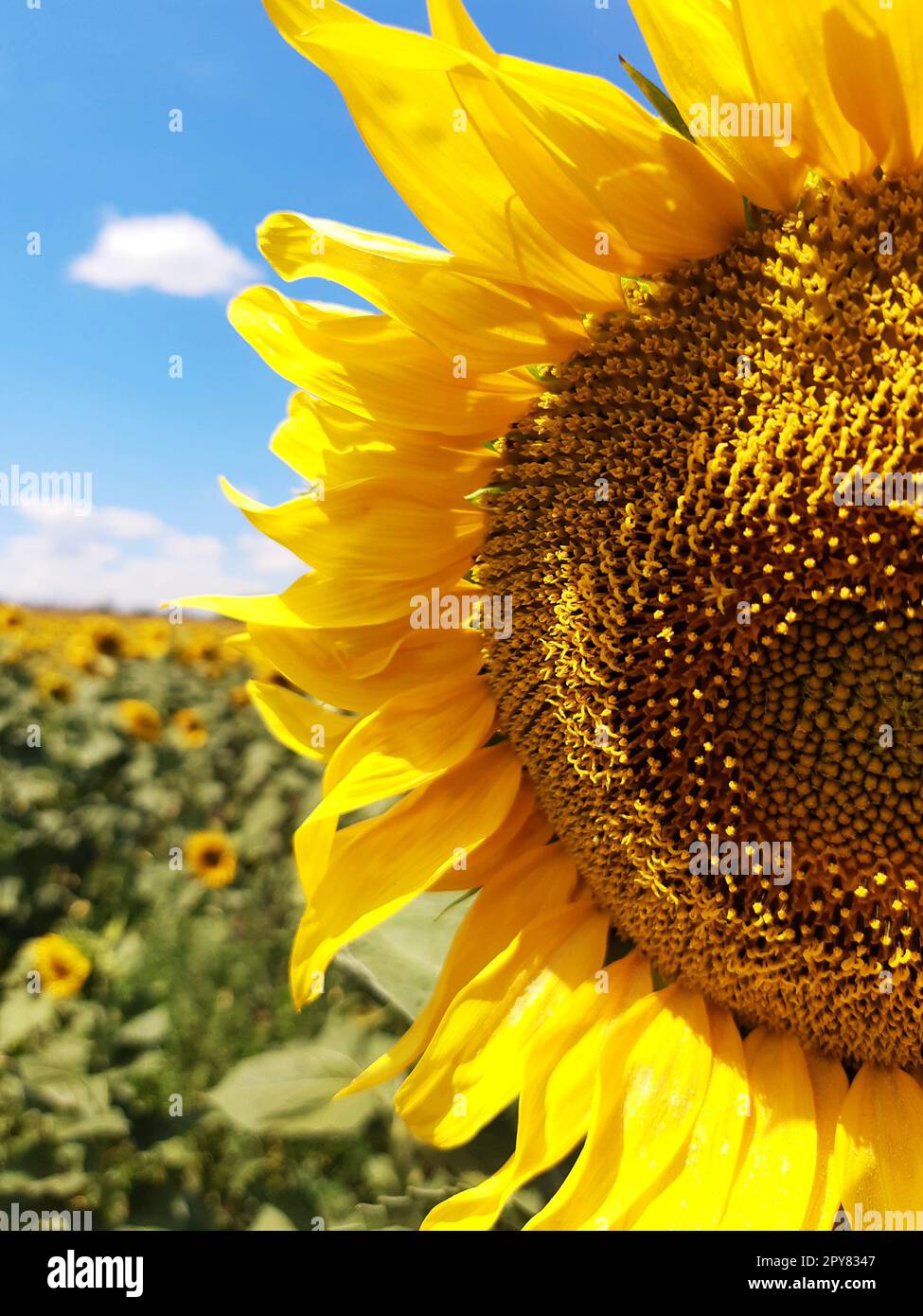 Testa di girasole sullo sfondo di un campo di girasoli e cielo blu da vicino Foto Stock