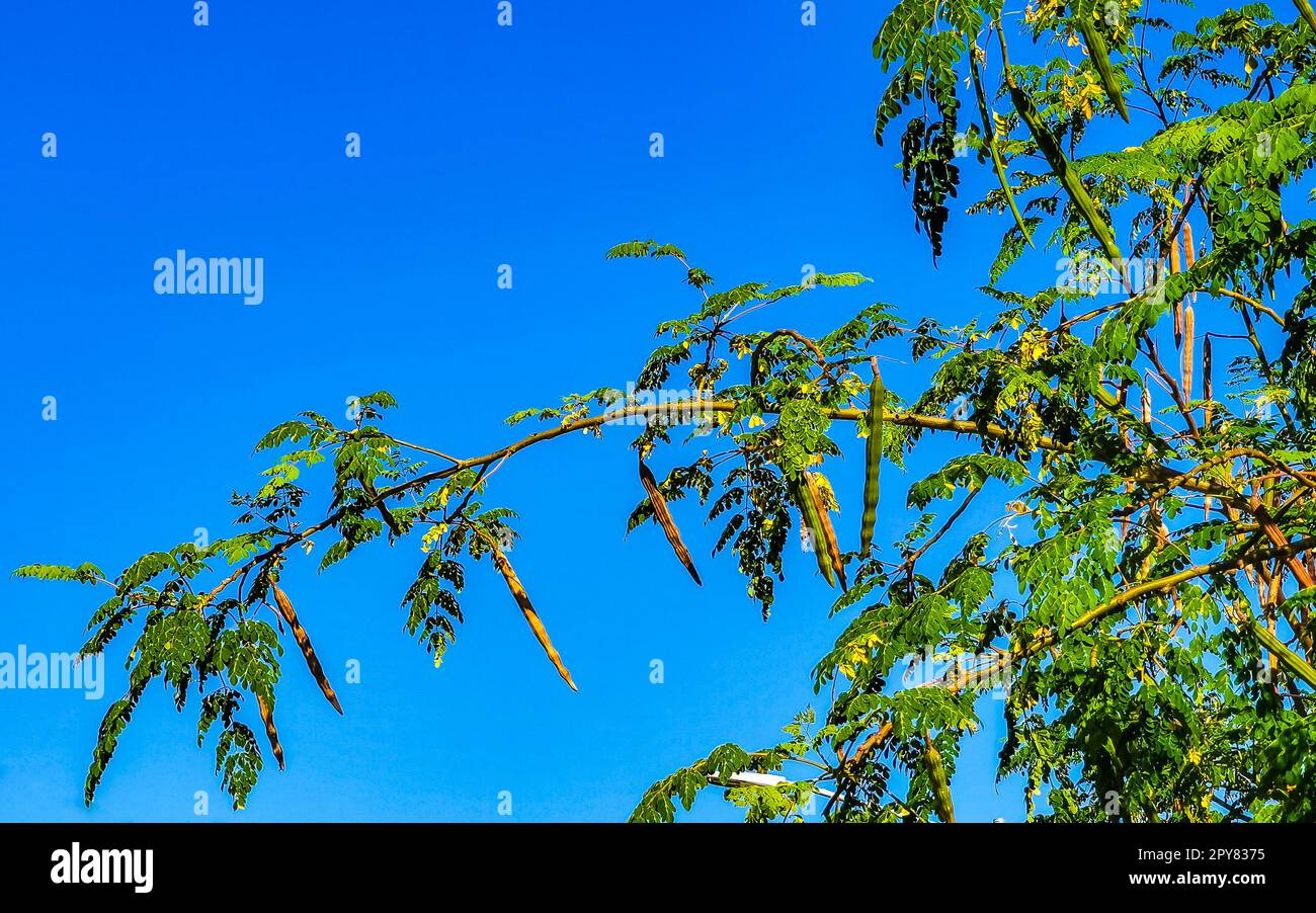 Semi di albero di moringa su albero verde con cielo blu Messico. Foto Stock