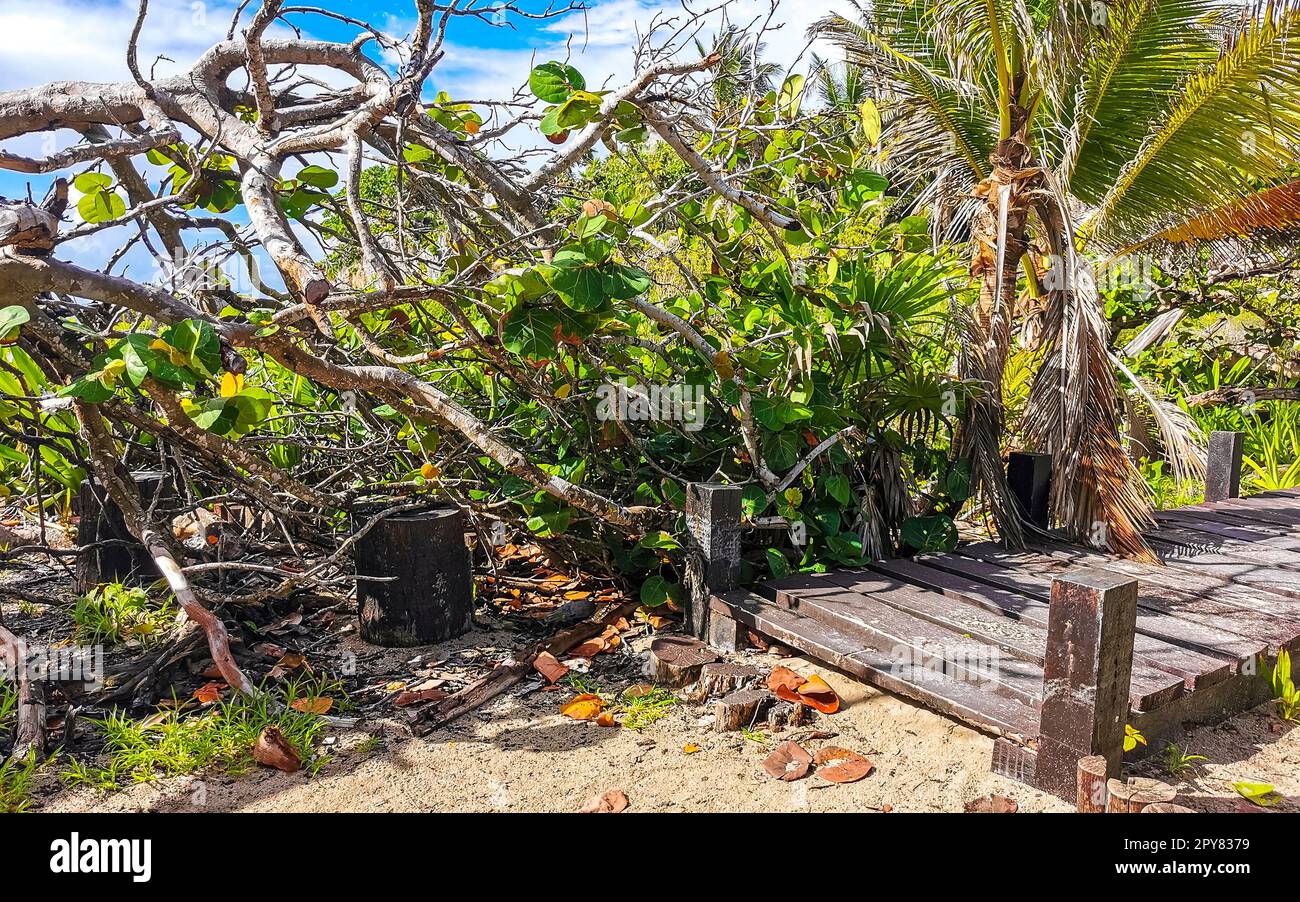 Sentiero tropicale naturale a piedi palme rovine Maya di Tulum Messico. Foto Stock
