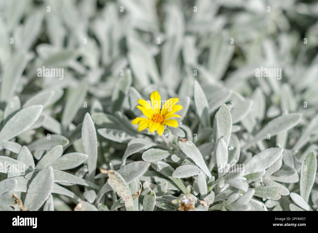 Fiore giallo con foglie d'argento Foto Stock