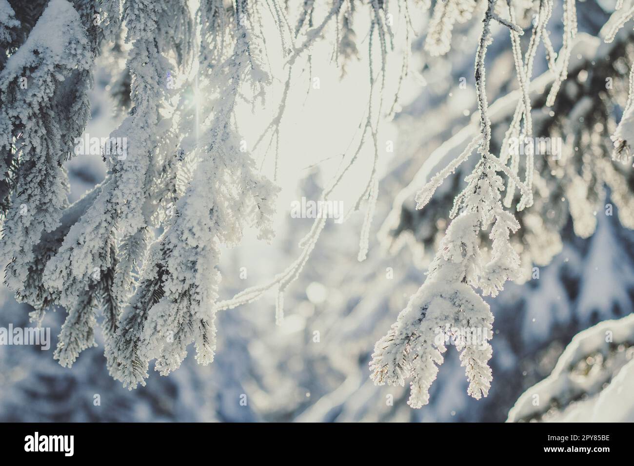 Primo piano rami di abete coperto con la neve concept foto Foto Stock