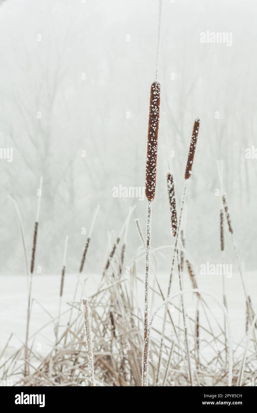 Primo piano foto concettuale di piante di canna congelate Foto Stock