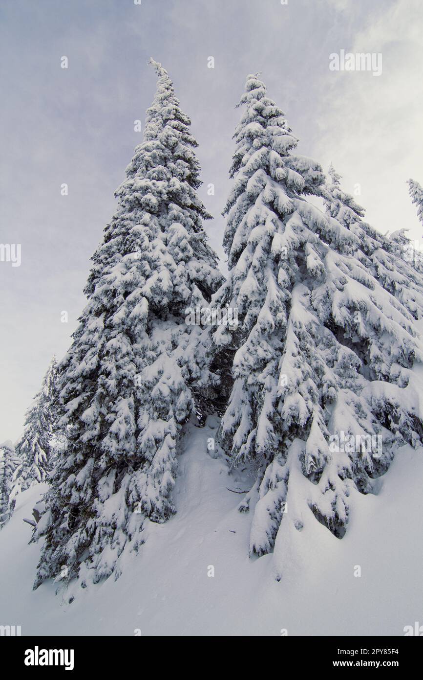 Primo piano torreggianti abeti coperti di neve concept foto Foto Stock