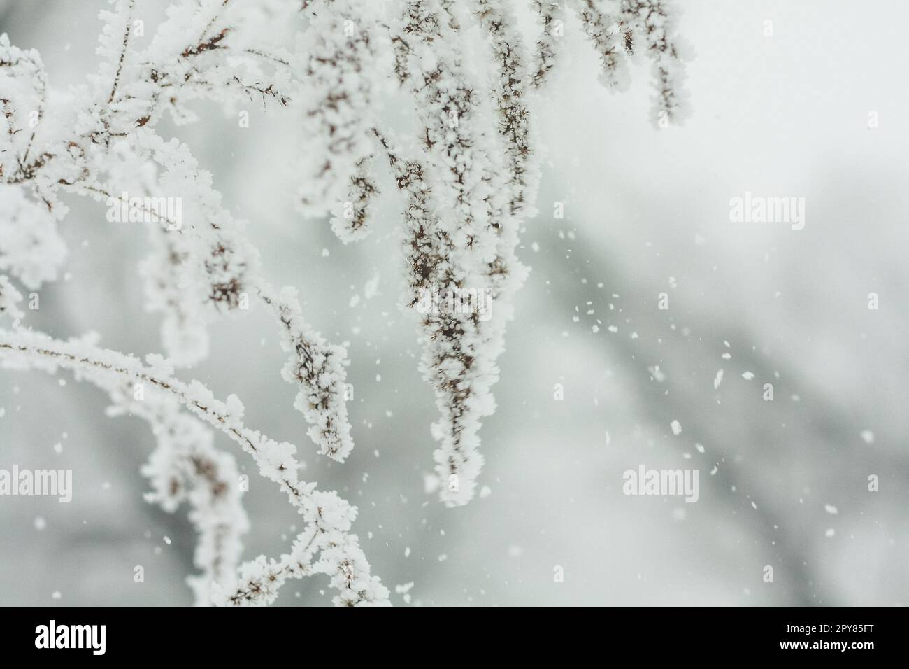 Primo piano fiocchi di neve in discesa dalla foto concettuale del ramo ghiacciato Foto Stock