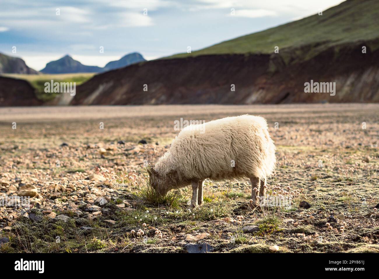 Pecore che mangiano erba su paesaggio pascolo foto Foto Stock