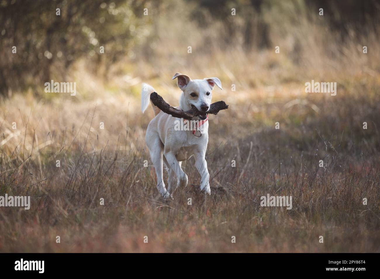 Momento divertente di un cane femmina di razza incrociata che gioca con un bastone, correndo e saltando sull'erba dorata Foto Stock