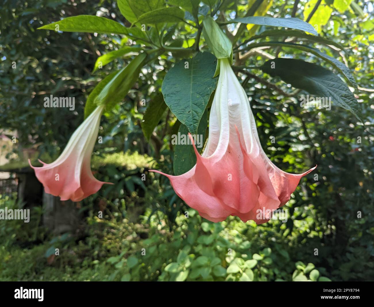 i fiori di brugmania rosa anche chiamati come angeli trombe fiori che appendono giù e fioriscono nel giardino verde durante l'estate Foto Stock