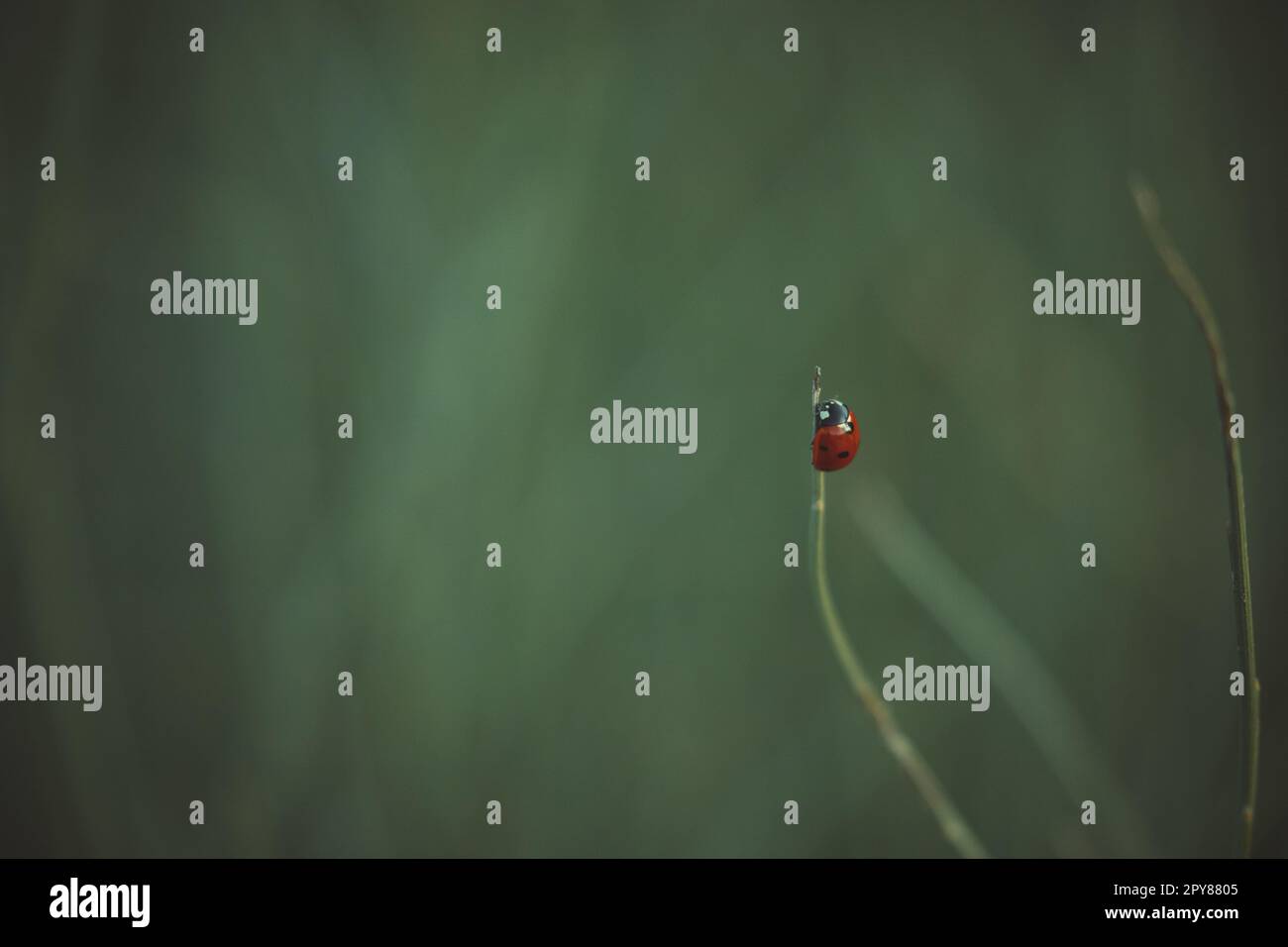 Bella coccinella rossa appollaiata sull'erba con fondo verde non focalizzato Foto Stock