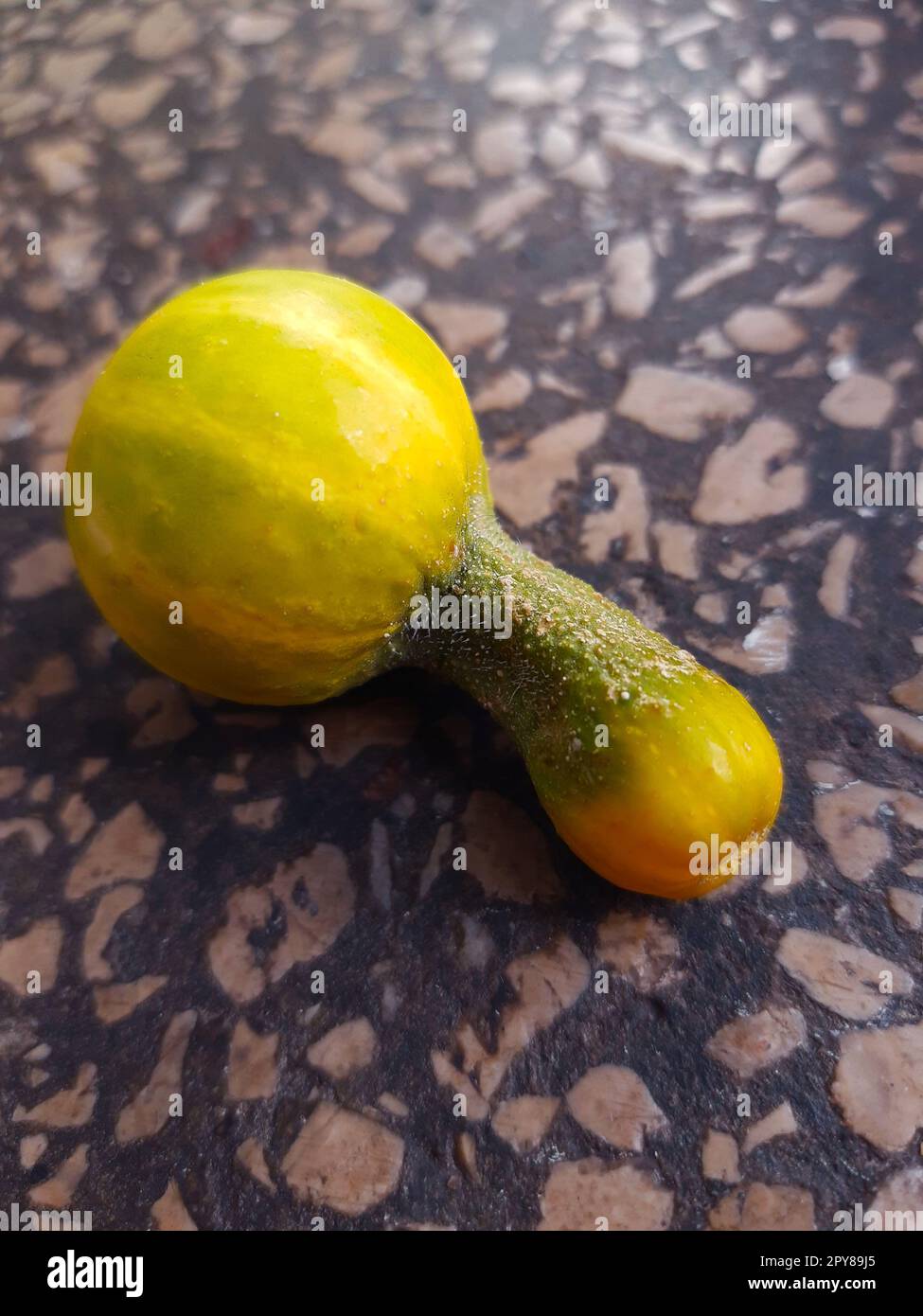 Cetriolo di forma insolita sul davanzale in primo piano Foto Stock