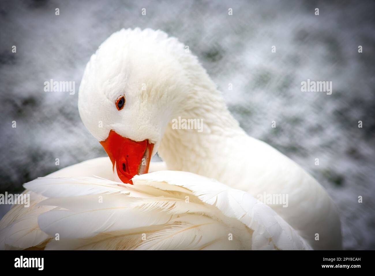 White Domestic Goose Foto Stock