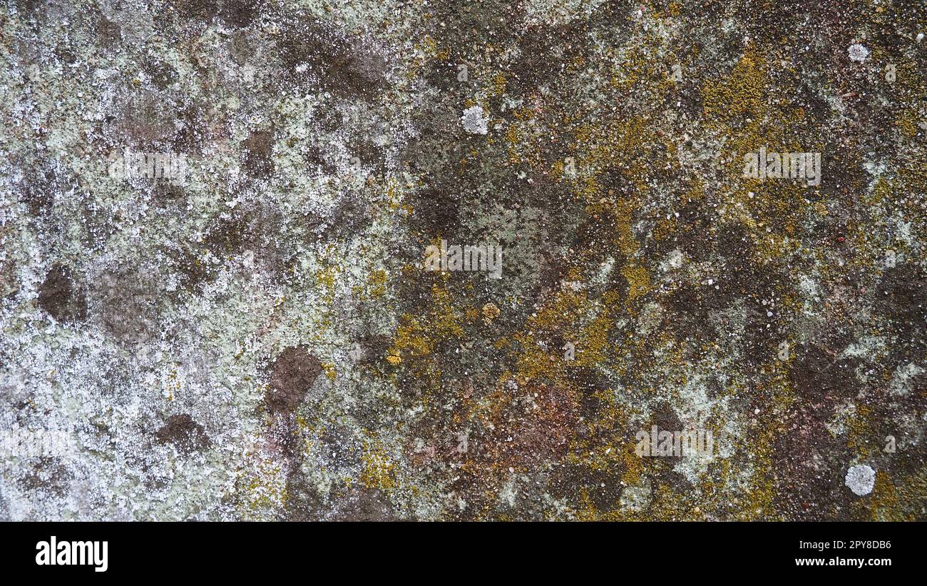 Mossy Old concrete. Muschio verde sulla pietra. Parete in cemento ricoperta di muschio verde e licheni grigi. Clima umido Foto Stock