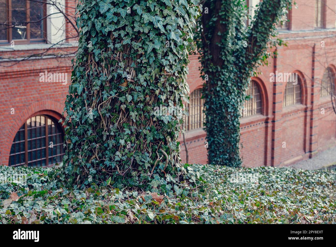 Alberi con vigne d'edera vicino al vecchio edificio foto paesaggio urbano Foto Stock