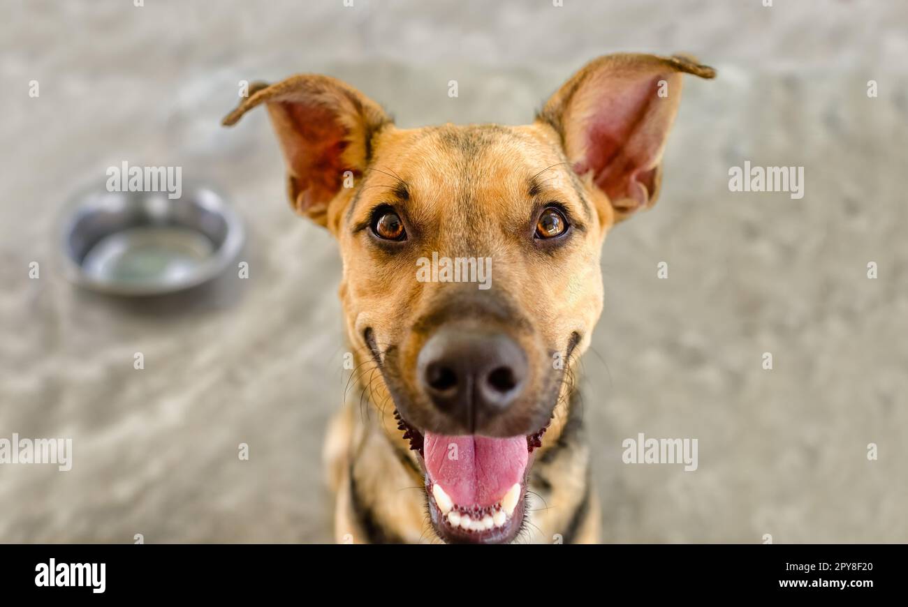 Un cane che guarda felice con il suo cibo ciotola n lo sfondo Foto Stock