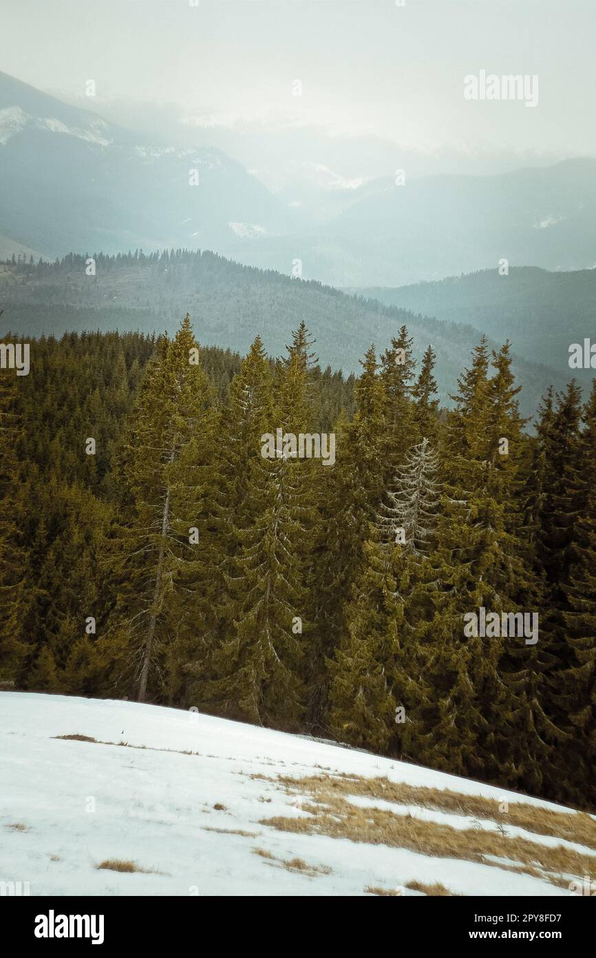 Snowy collina vicino pineta paesaggio foto Foto Stock